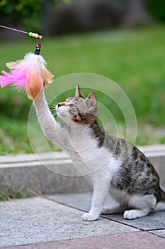 cat playing on the ground